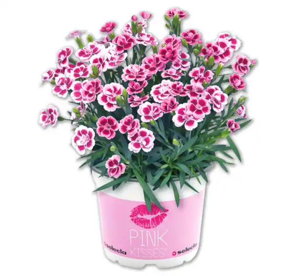 Bild 1 von Nelke „Pink Kisses“*