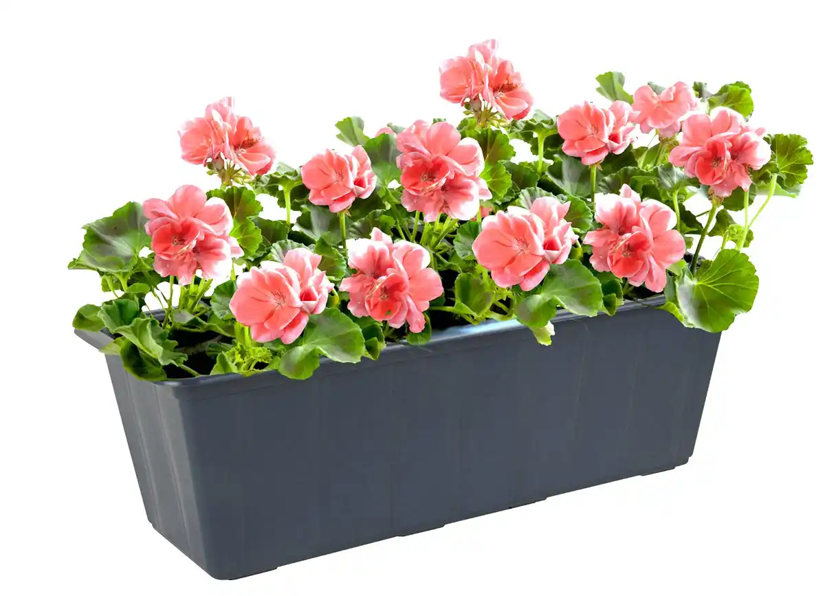 Bild 1 von Balkonkasten  L ca. 40 cm