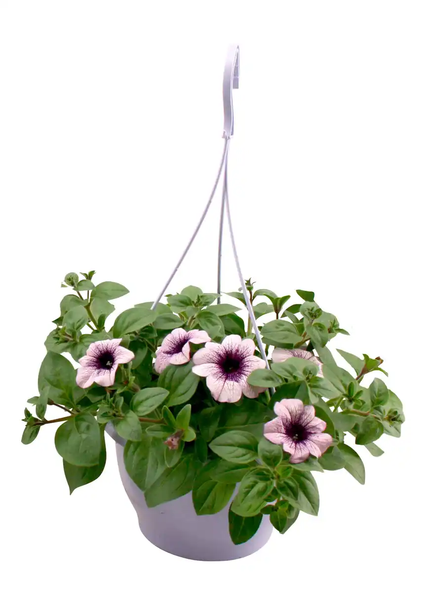 Bild 1 von Petunienampel 21cm Topf