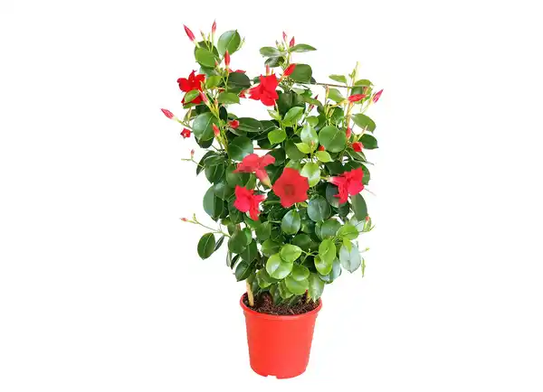 Bild 1 von Sundaville „Dipladenia“ am Spalier