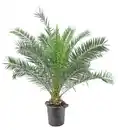 Bild 1 von Mediterrane Palmen 40cm Topf