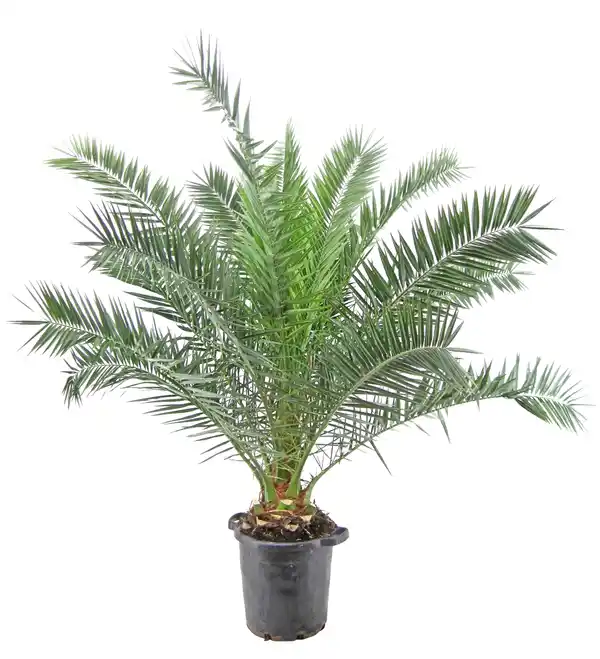 Bild 1 von Mediterrane Palmen 40cm Topf