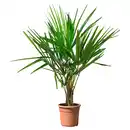 Bild 1 von GARDENLINE Palmen-Mix Trachycarpus Fortunei