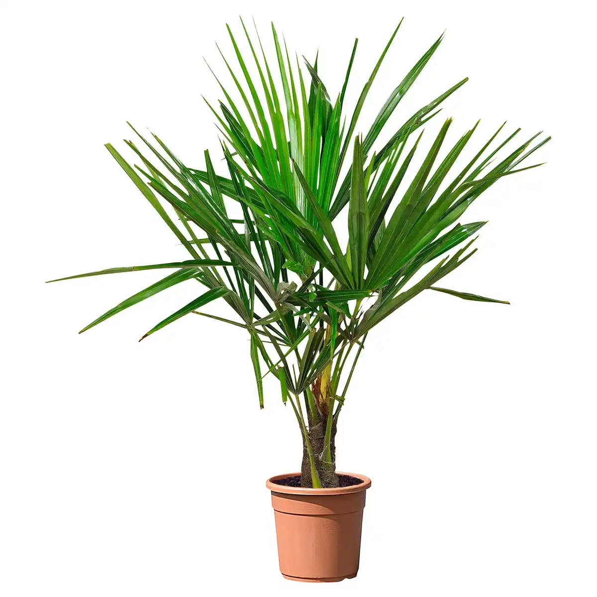 Bild 1 von GARDENLINE Palmen-Mix Trachycarpus Fortunei