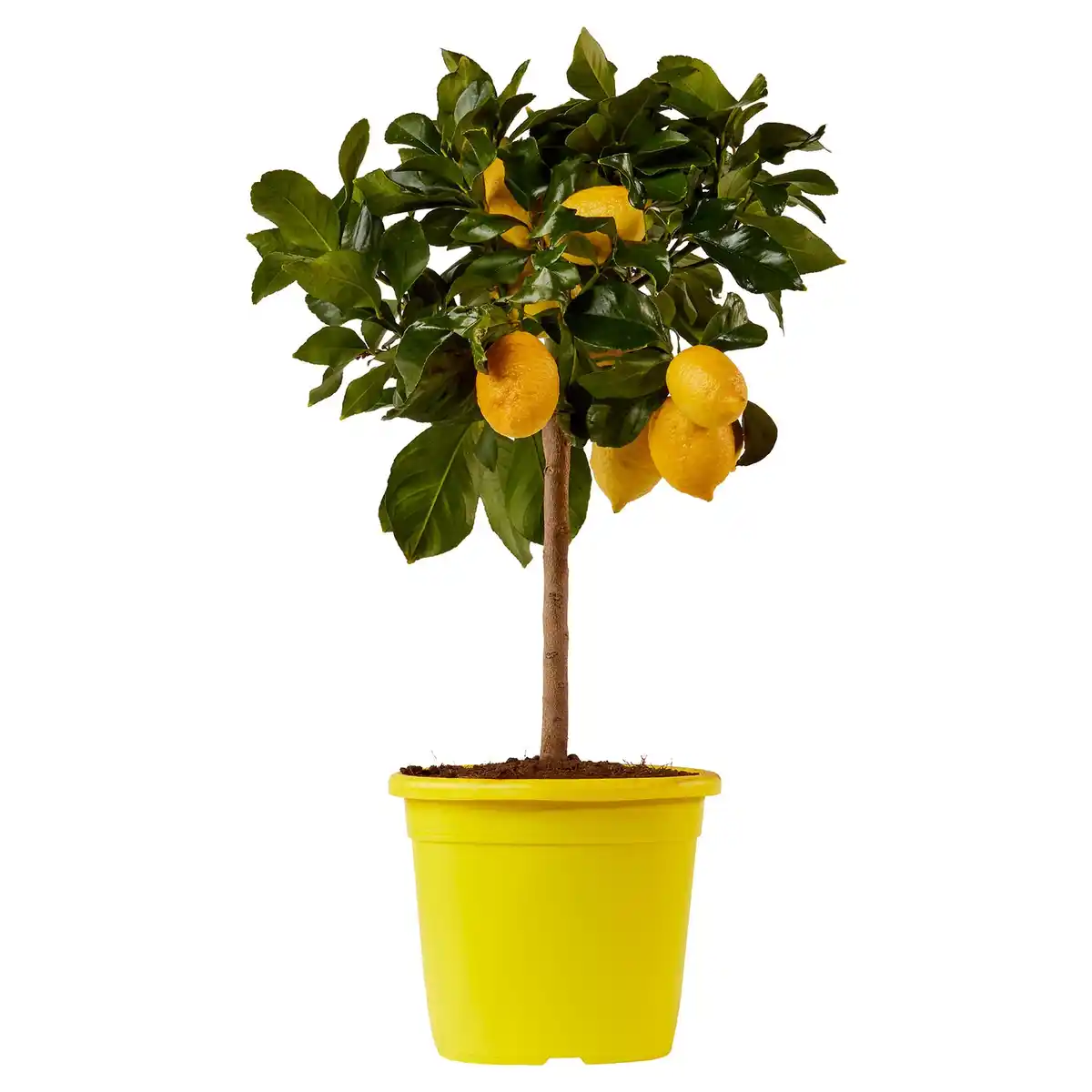 Bild 1 von GARDENLINE Zitrusstämmchen Incappuccia