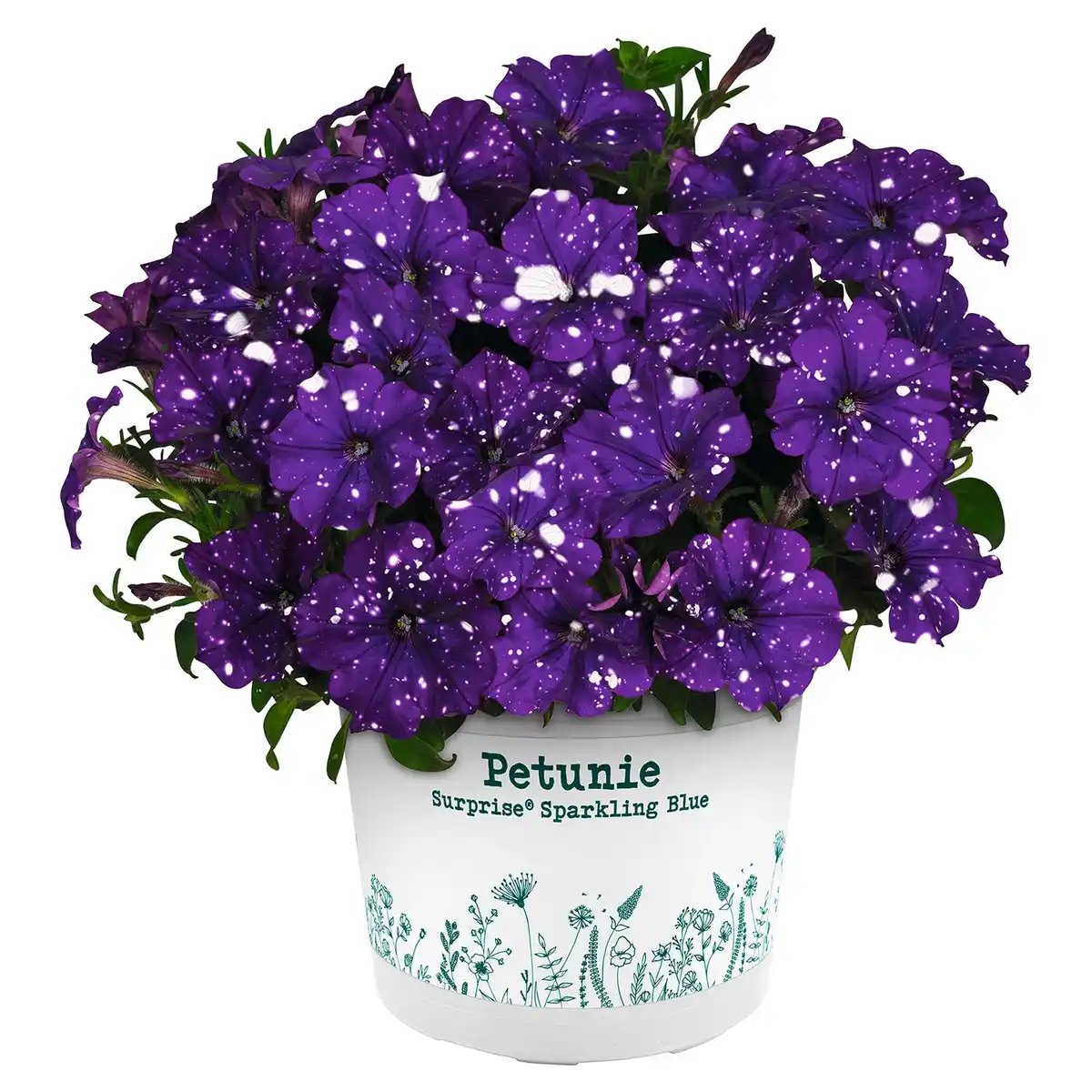 Bild 1 von GARDENLINE Petunien