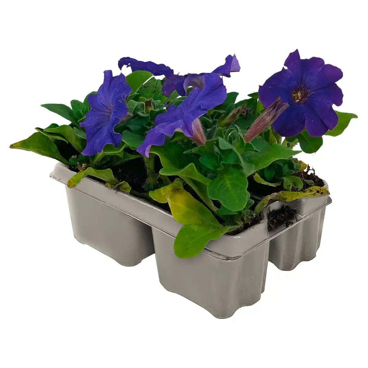 Bild 1 von GARDENLINE Beetpflanzen 4er-Set