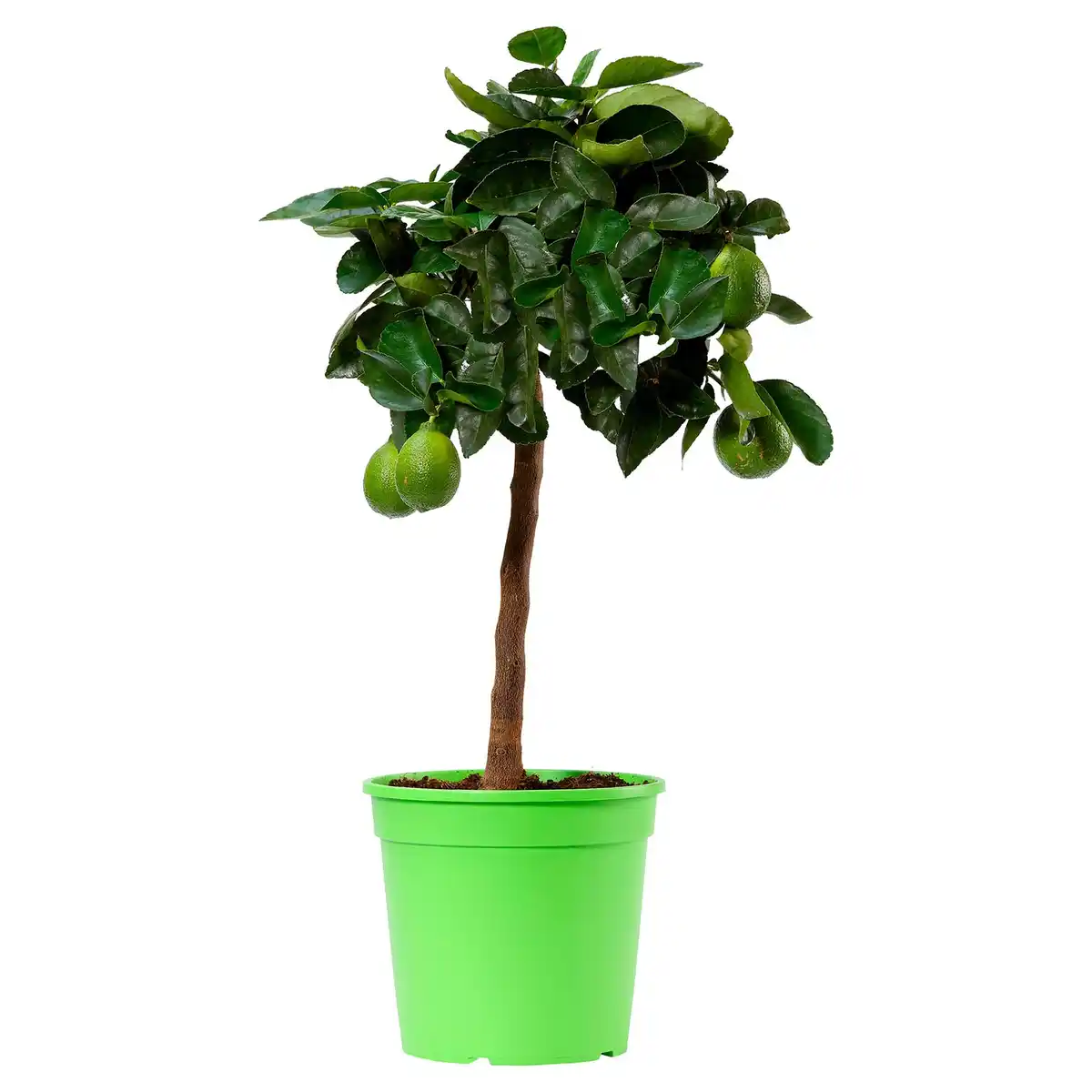 Bild 1 von GARDENLINE Zitrusstämmchen Lime Verde