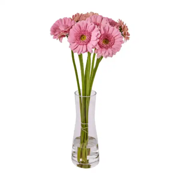 Bild 2 von GARDENLINE Germini