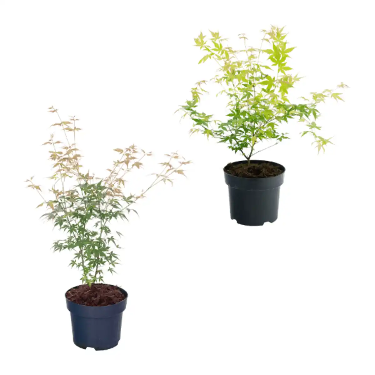 Bild 1 von GARDENLINE Japanischer Ahorn