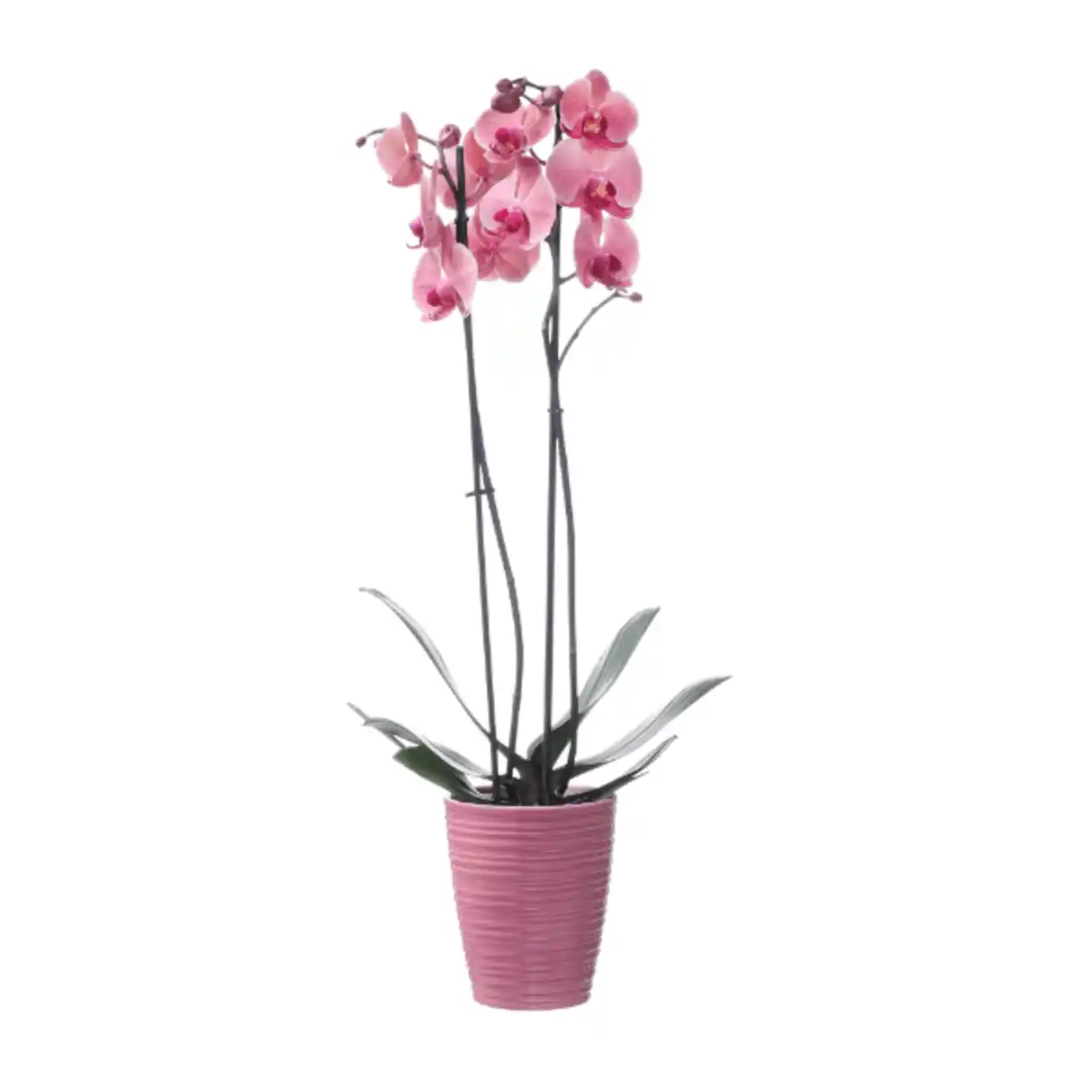 Bild 3 von GARDENLINE Phalaenopsis