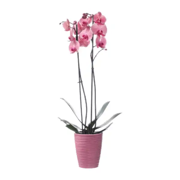 Bild 3 von GARDENLINE Phalaenopsis