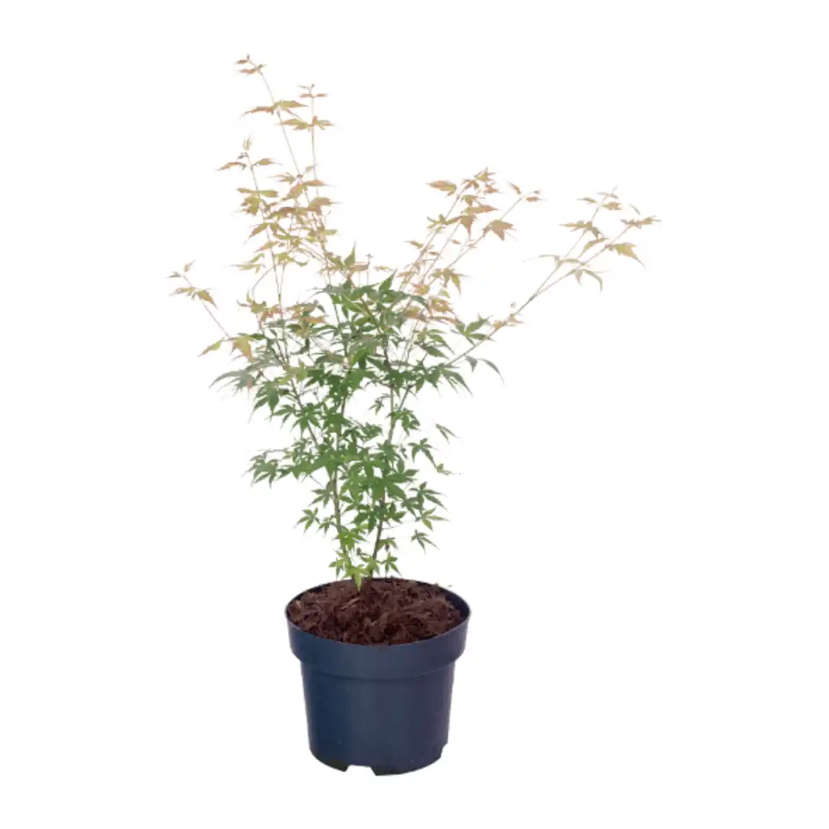 Bild 4 von GARDENLINE Japanischer Ahorn