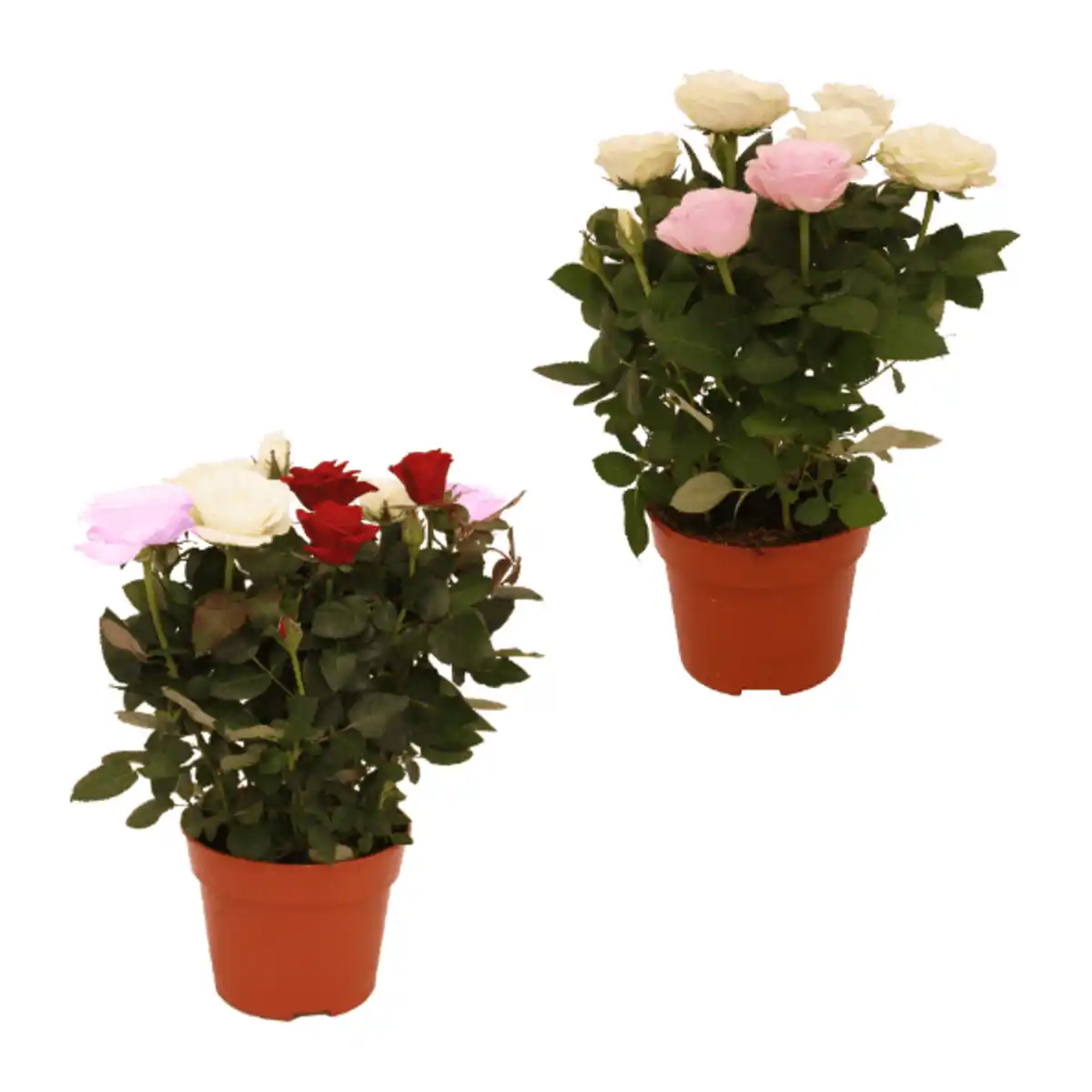 Bild 1 von GARDENLINE Topfrosen „Dolce Amore”