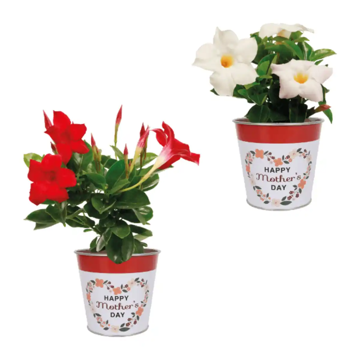 Bild 1 von GARDENLINE Dipladenie