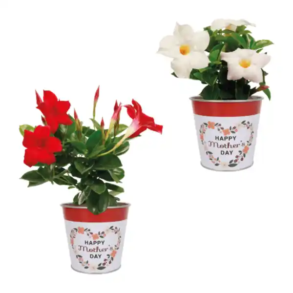 Bild 1 von GARDENLINE Dipladenie