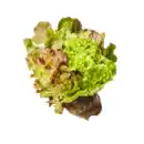 Bild 1 von Kopfsalat mit Wurzelballen