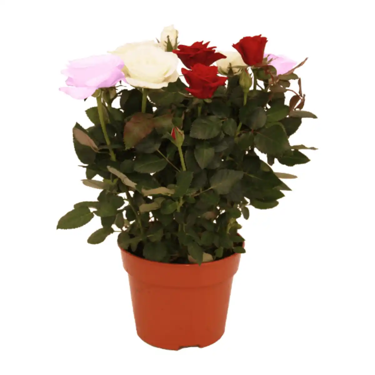 Bild 3 von GARDENLINE Topfrosen „Dolce Amore”