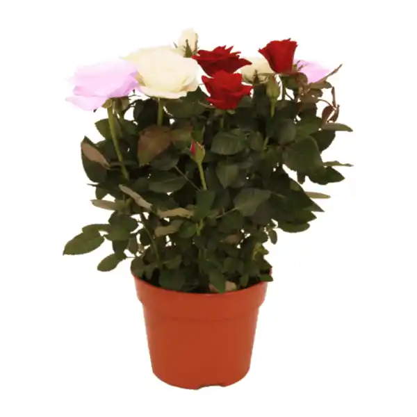 Bild 3 von GARDENLINE Topfrosen „Dolce Amore”