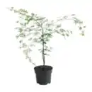 Bild 3 von GARDENLINE Japanischer Ahorn
