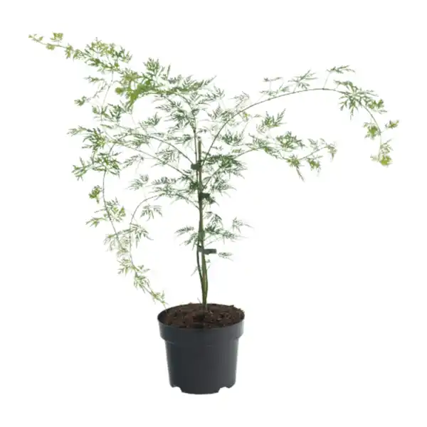 Bild 3 von GARDENLINE Japanischer Ahorn