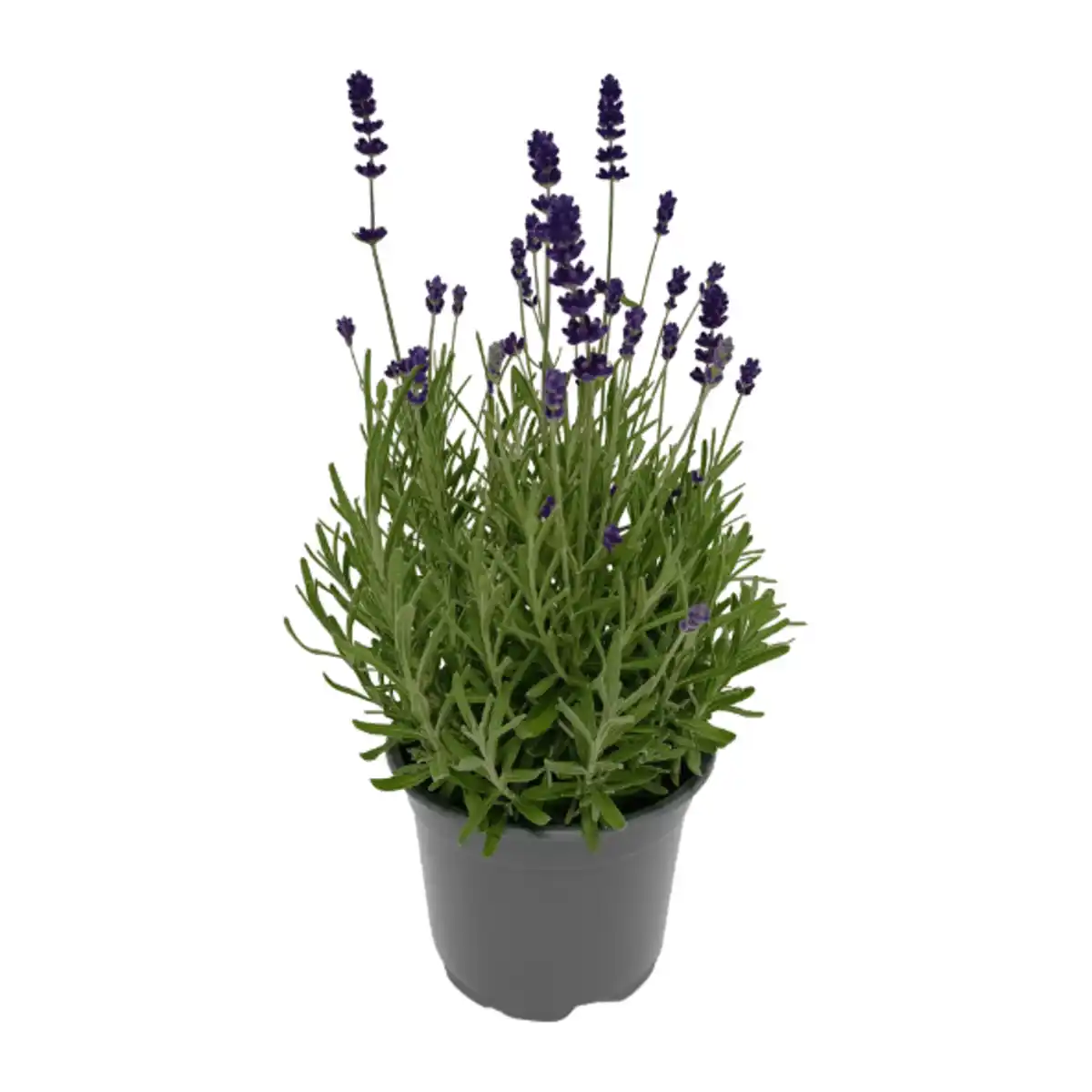 Bild 1 von GARDENLINE Lavendel