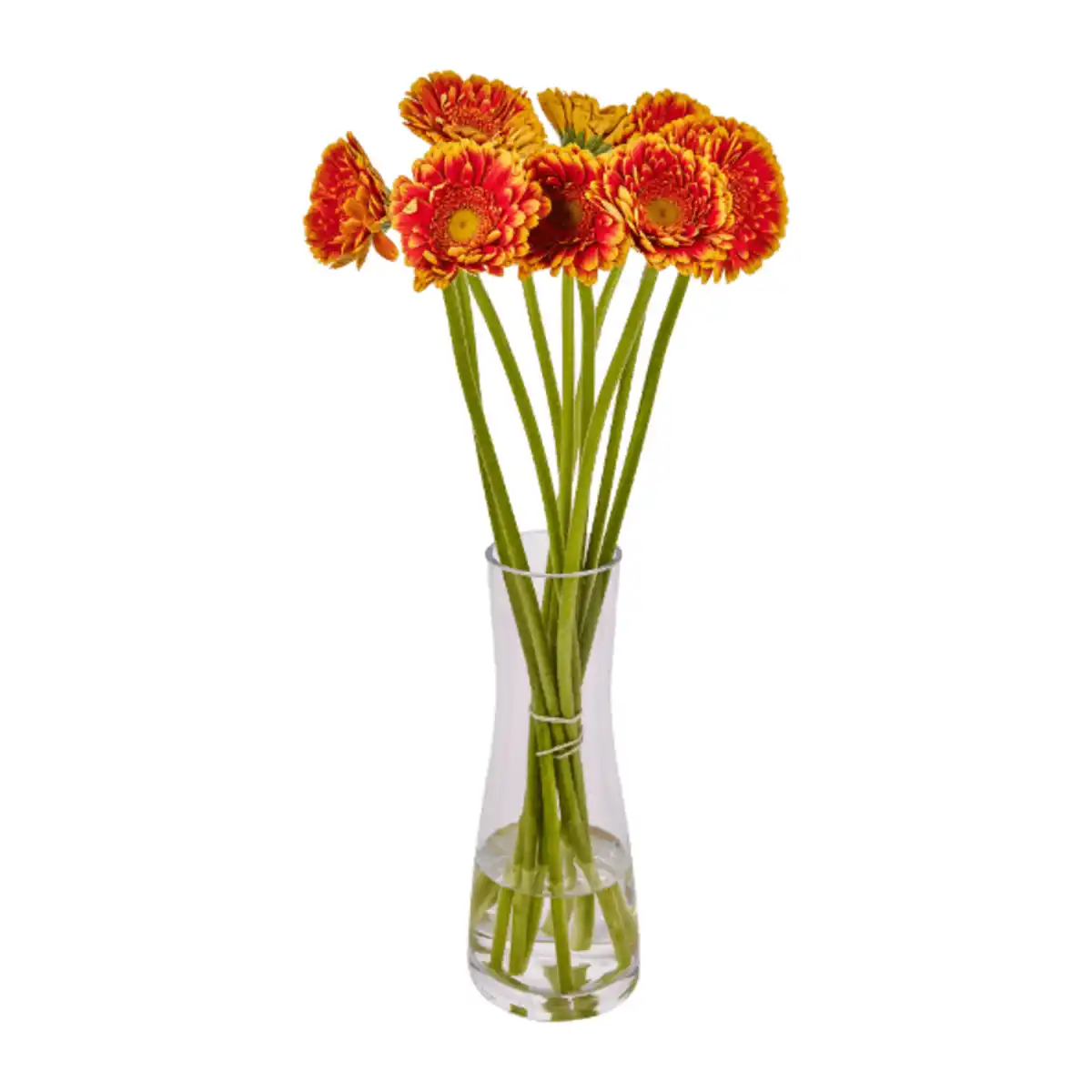 Bild 4 von GARDENLINE Germini