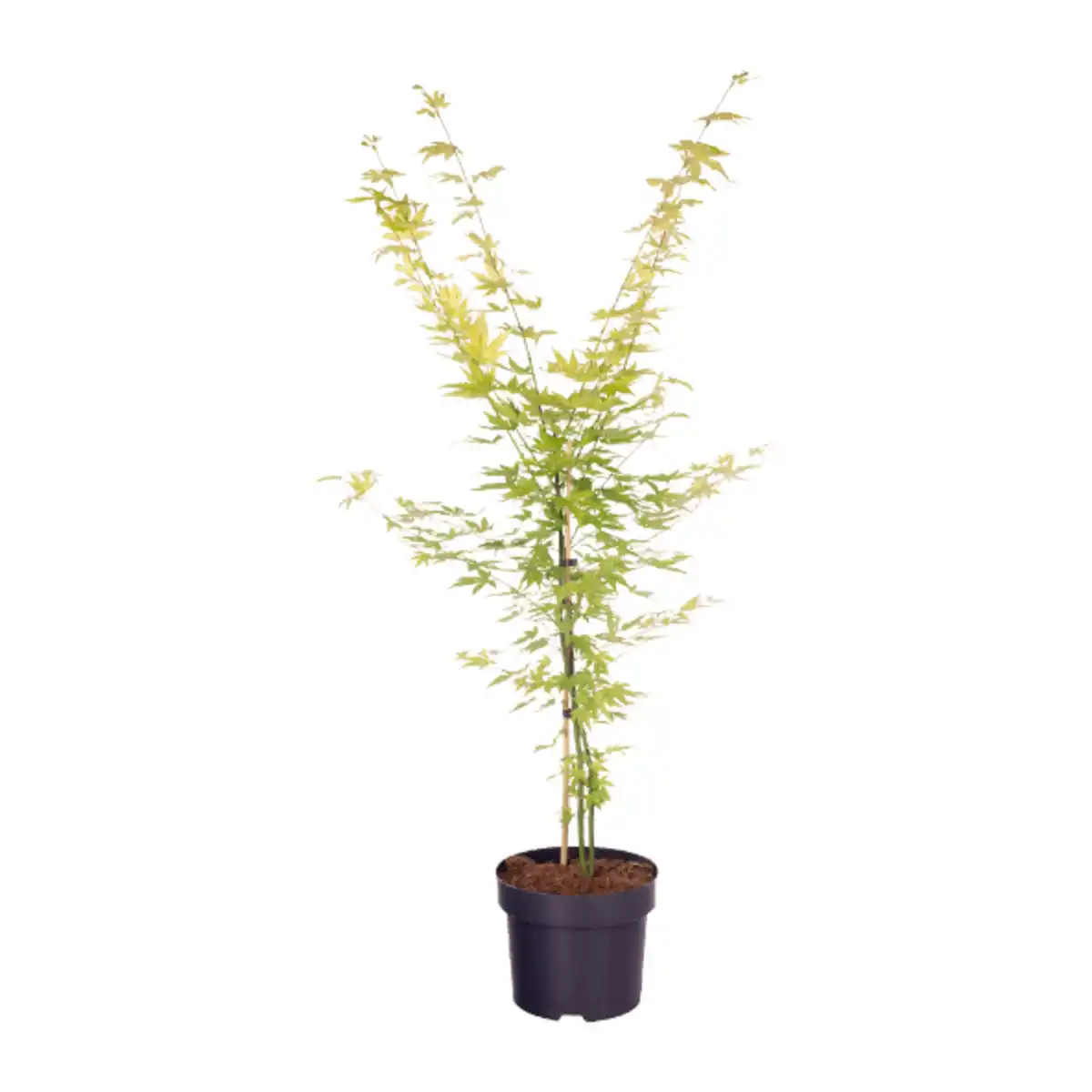 Bild 2 von GARDENLINE Japanischer Ahorn