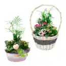 Bild 1 von GARDENLINE Muttertagspflanzen