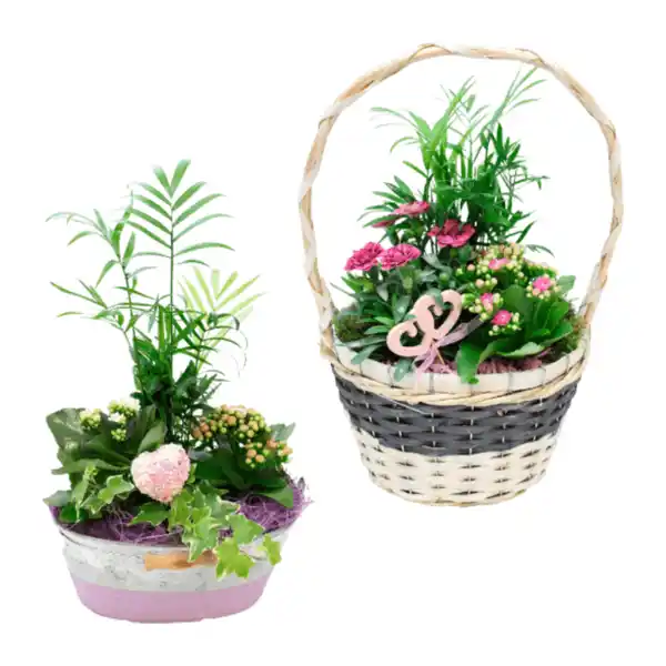 Bild 1 von GARDENLINE Muttertagspflanzen
