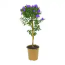 Bild 2 von GARDENLINE Balkon- / Terrassenpflanze