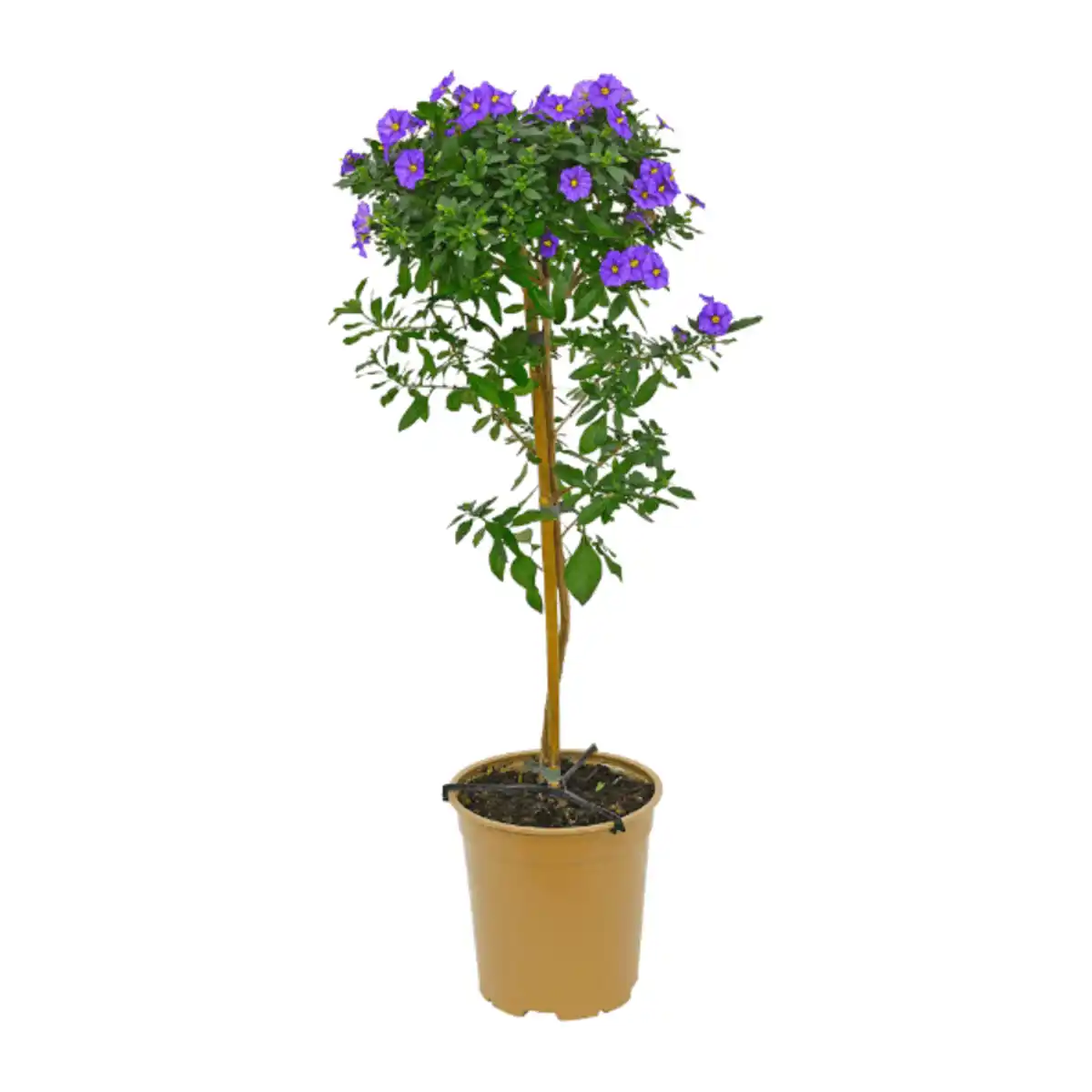 Bild 2 von GARDENLINE Balkon- / Terrassenpflanze