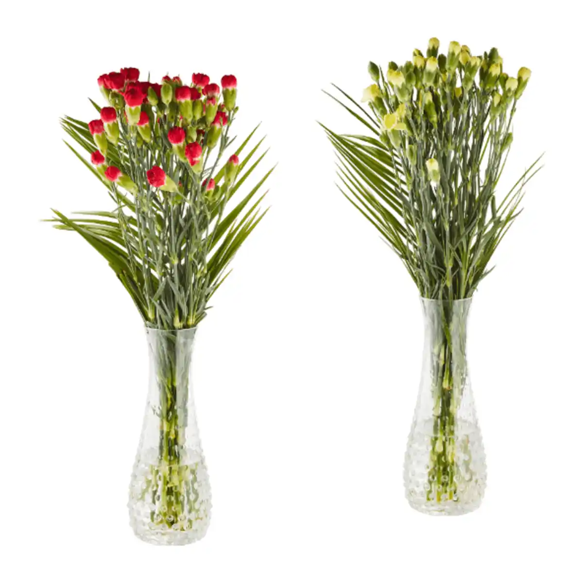 Bild 1 von GARDENLINE Spraynelken