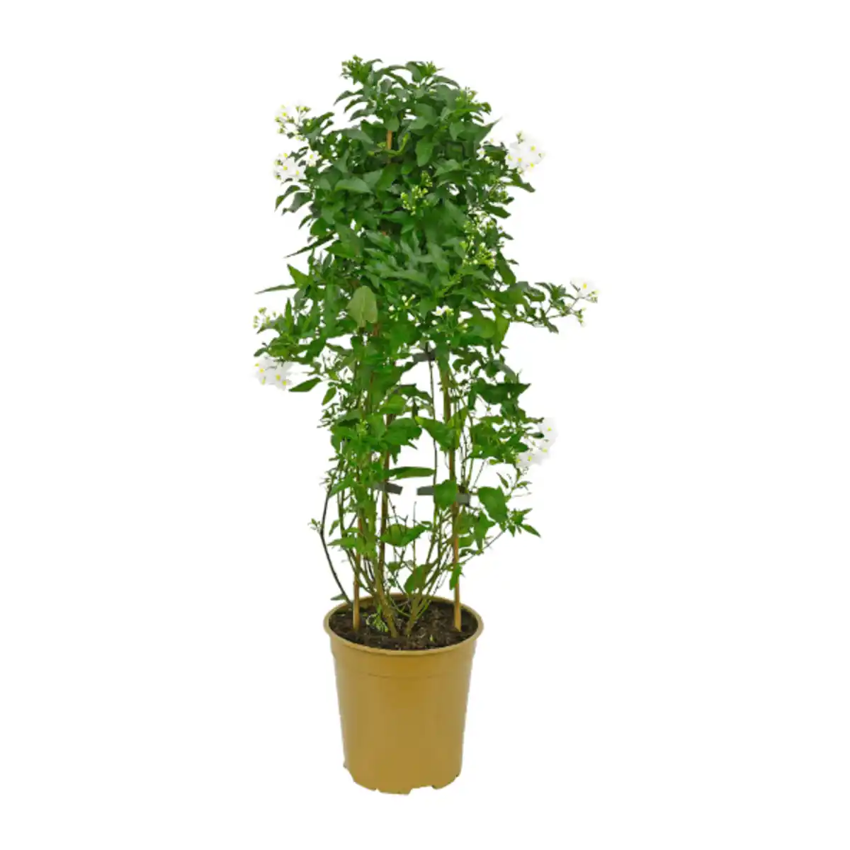 Bild 3 von GARDENLINE Balkon- / Terrassenpflanze