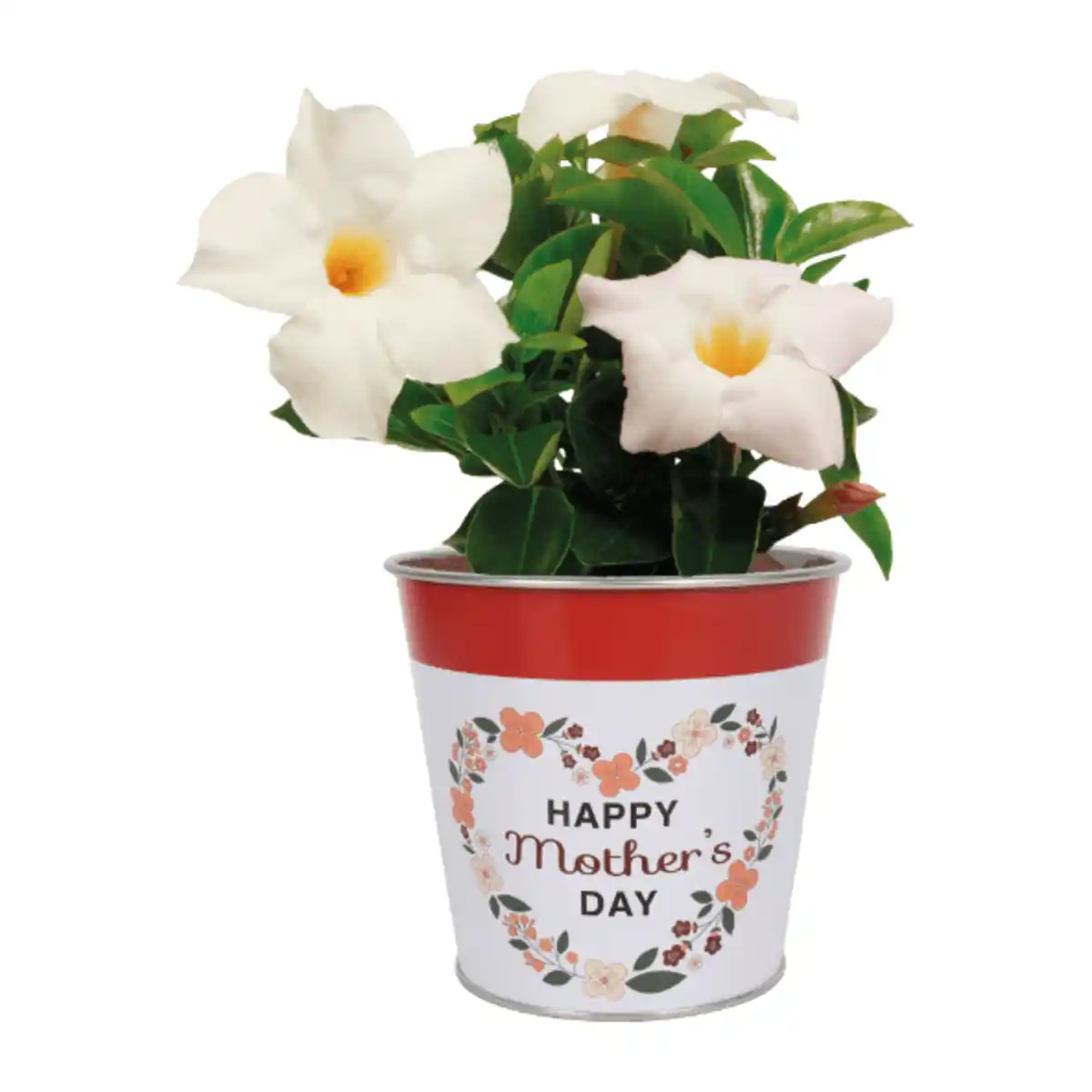 Bild 4 von GARDENLINE Dipladenie