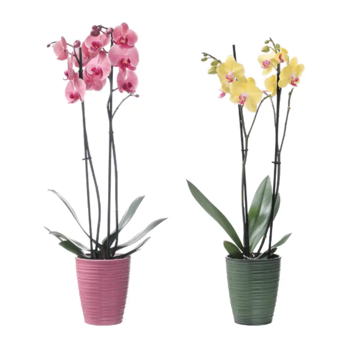 Bild 1 von GARDENLINE Phalaenopsis