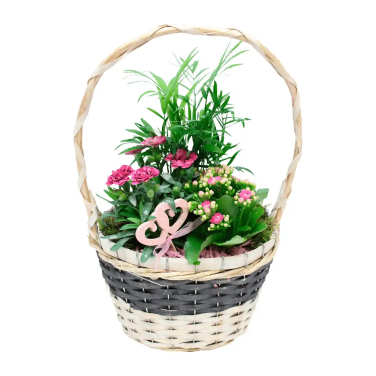 Bild 2 von GARDENLINE Muttertagspflanzen