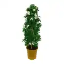 Bild 4 von GARDENLINE Balkon- / Terrassenpflanze