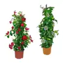 Bild 1 von GARDENLINE Balkon- / Terrassenpflanze