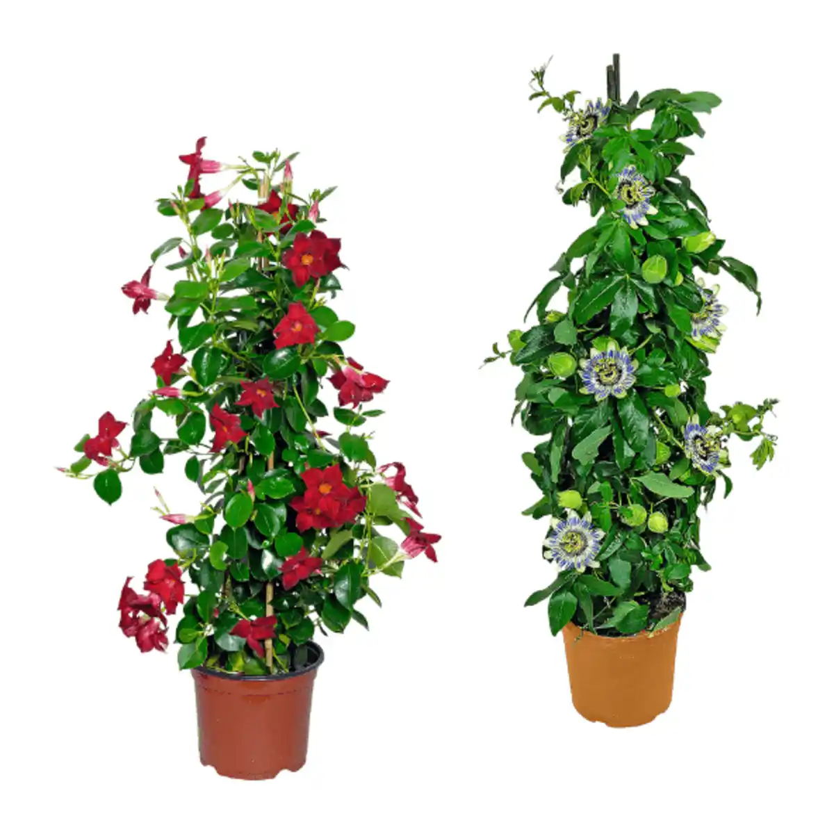 Bild 1 von GARDENLINE Balkon- / Terrassenpflanze