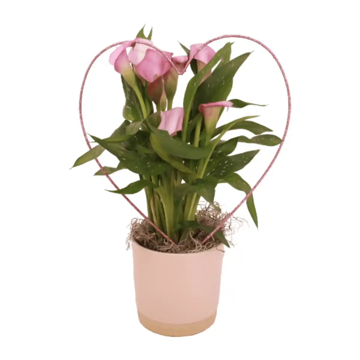 Bild 1 von GARDENLINE Calla