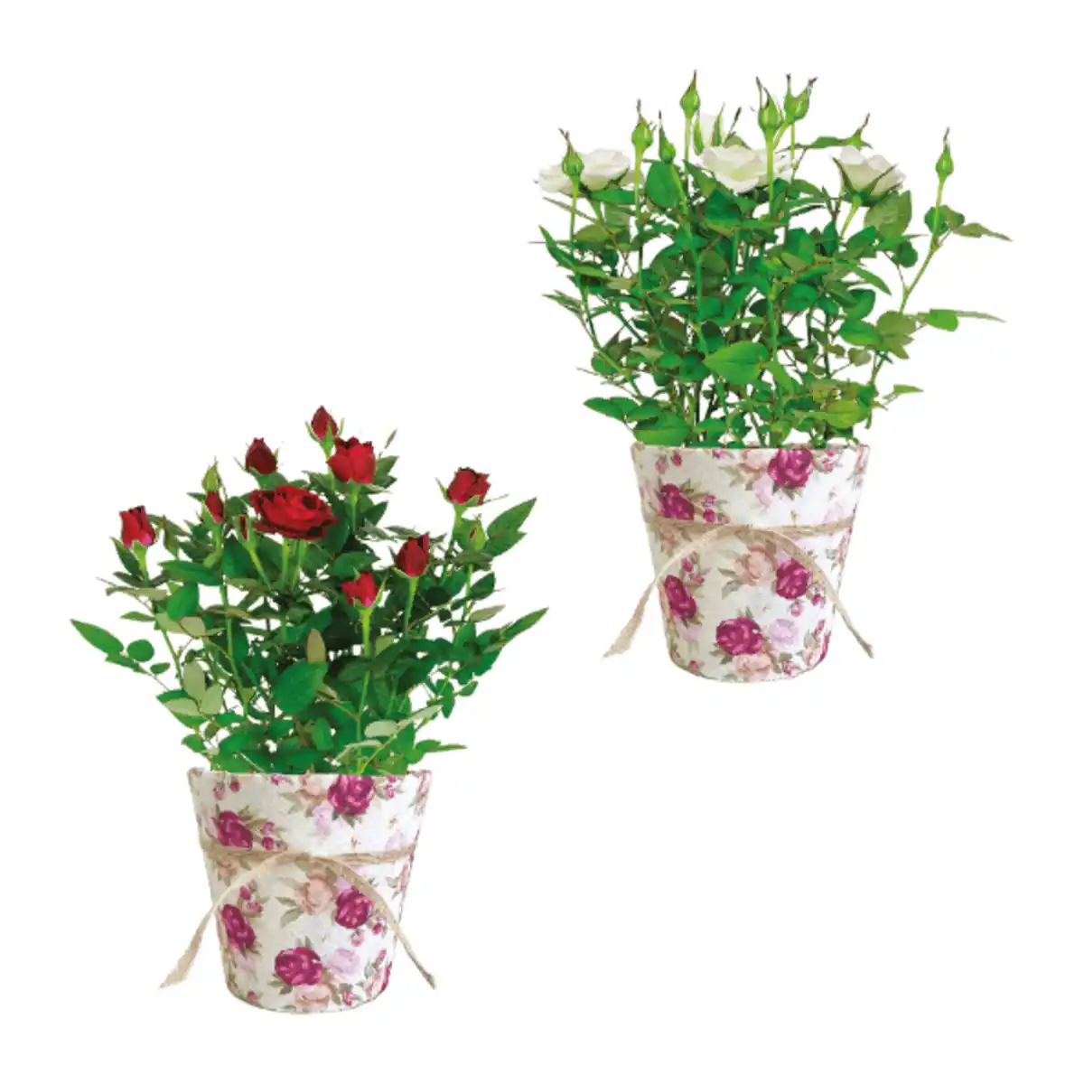 Bild 1 von GARDENLINE Rosen