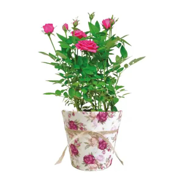 Bild 3 von GARDENLINE Rosen