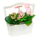 Bild 4 von GARDENLINE Muttertagspflanzen
