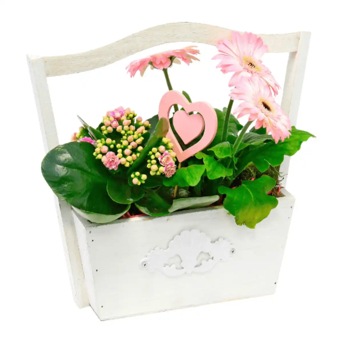 Bild 4 von GARDENLINE Muttertagspflanzen