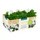 Bild 4 von GARDENLINE Beet- / Balkon- / Kübelpflanzen