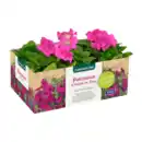 Bild 3 von GARDENLINE Beet- / Balkon- / Kübelpflanzen