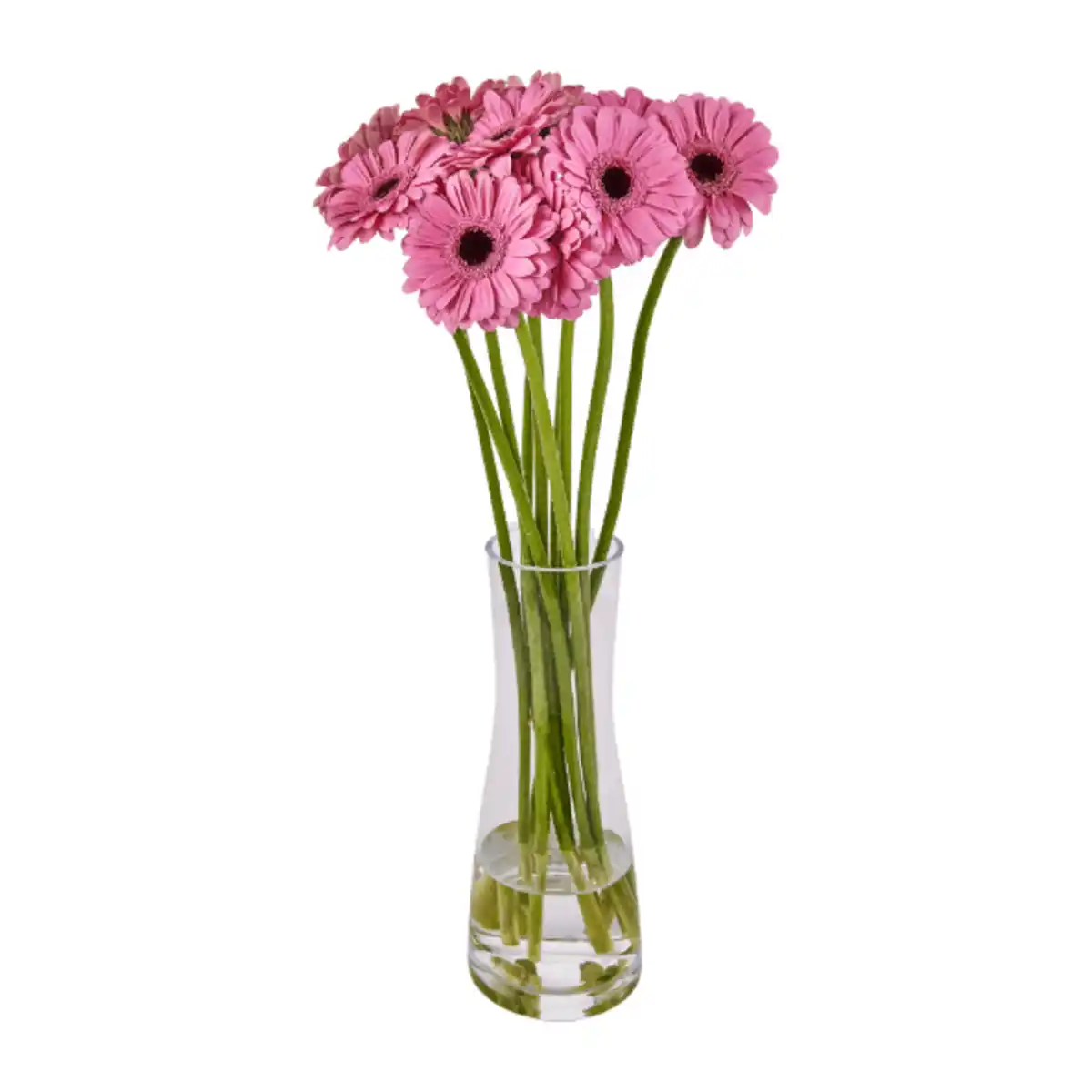 Bild 3 von GARDENLINE Germini