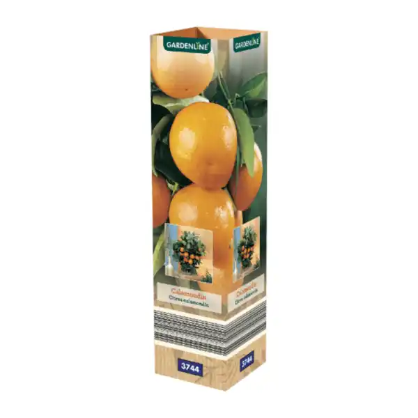 Bild 3 von GARDENLINE Mediterrane Pflanze