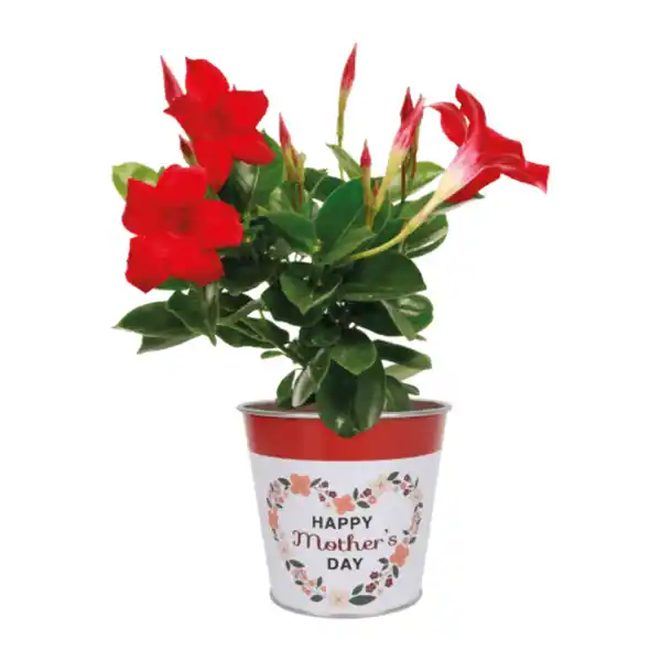 Bild 2 von GARDENLINE Dipladenie